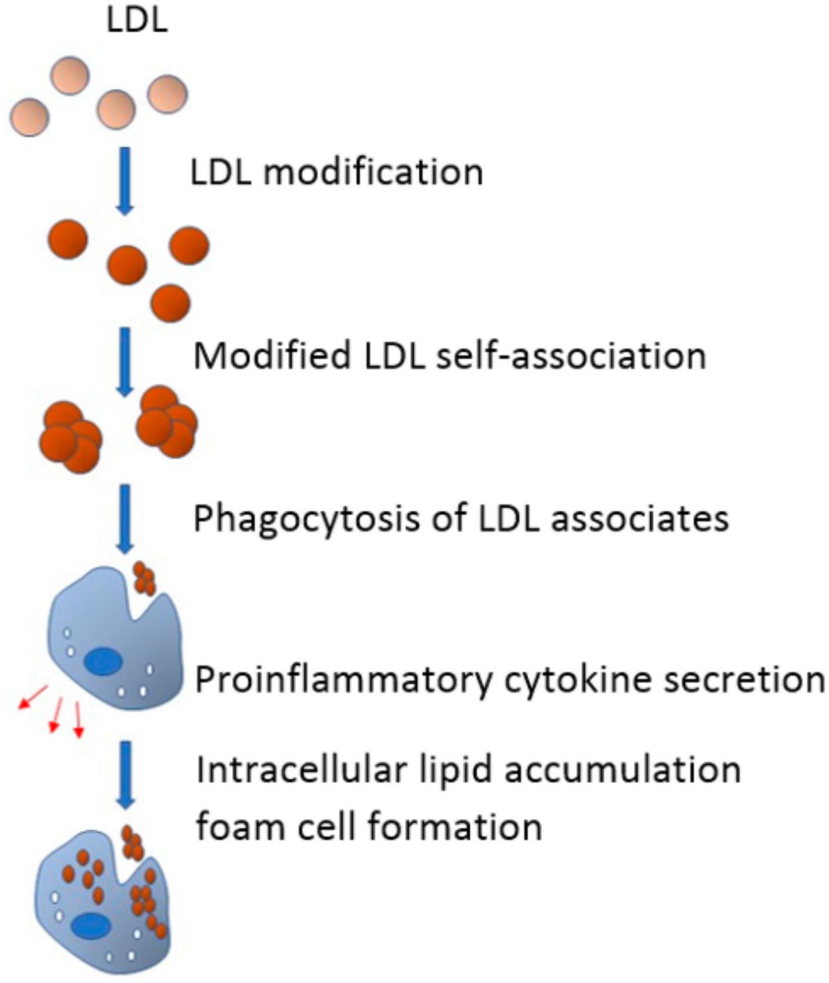Glycation of LDL: AGEs, impact on lipoprotein function, and involvement in atherosclerosis
